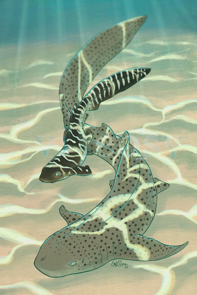 Illustration of a juvenile and adult zebra shark swimming near the ocean floor. Sunlight streams through the water, light refracting onto the sand and backs of each shark. The adult swims below in a gentle curve while the juvenile swims overhead, demonstrating the black and white stripes that earned this shark its name.