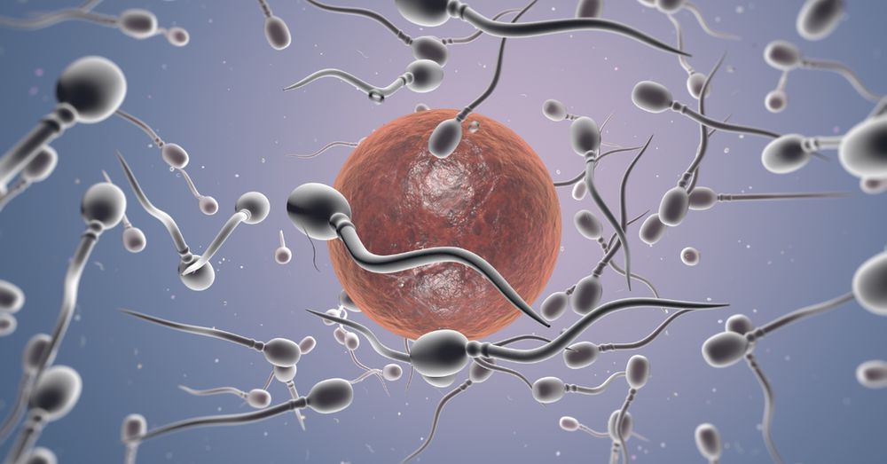 What Is Female Sperm Called? | Kinkly