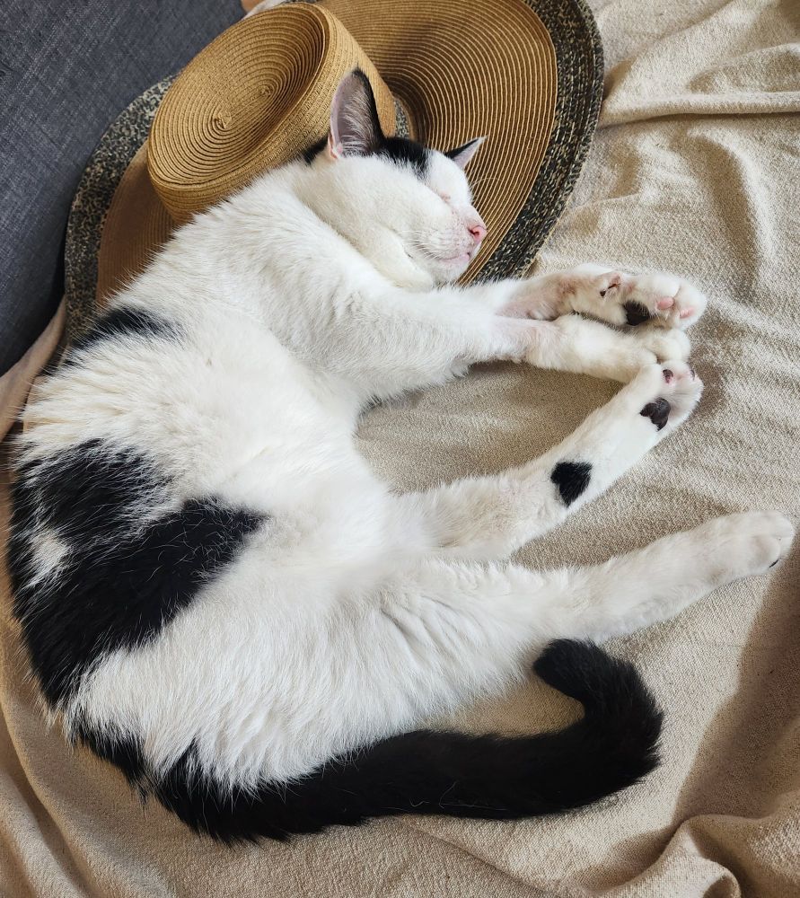 A black and white cat is curled up like a quarter moon asleep on a large brimmed straw hat with leopard print trim around the edge.

Most of his spots are on his back and the top of his head. His fluffy belly is exposed in what looks like a happy sprawl. The belly is absolutely a trap.