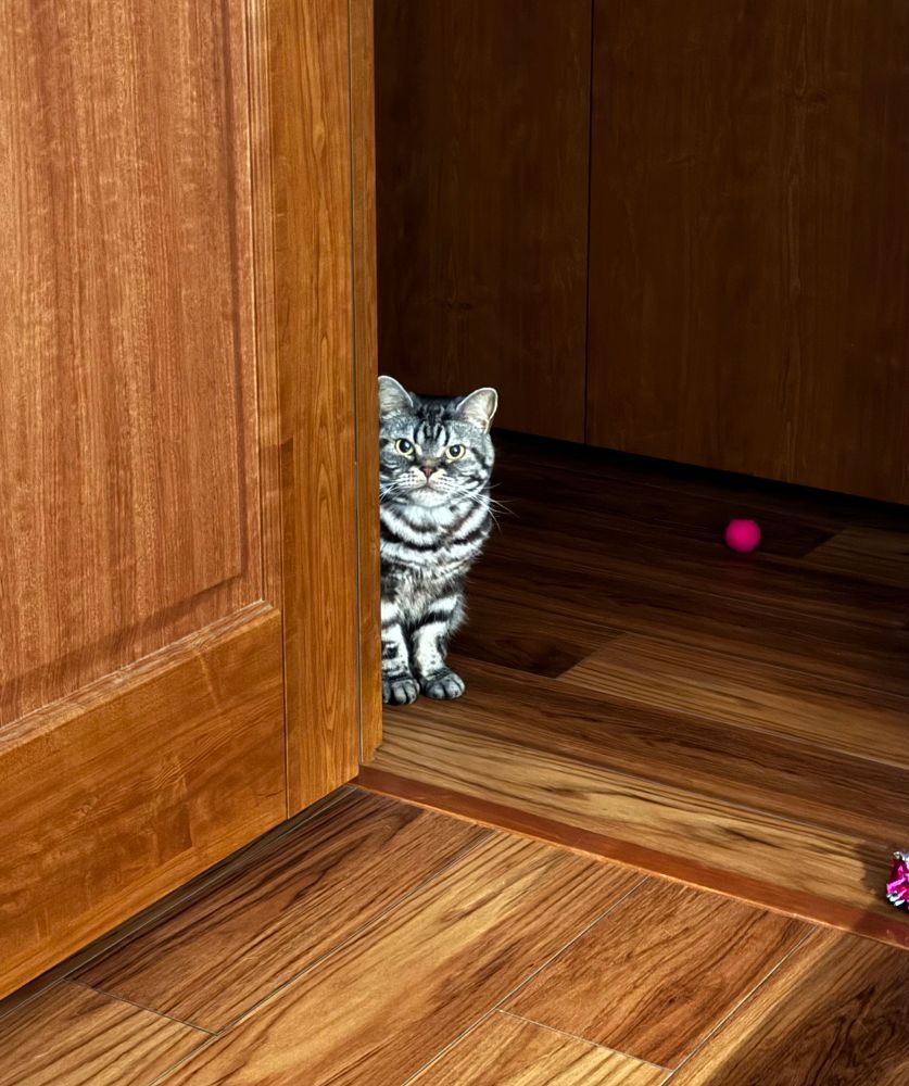 部屋と廊下の間にある壁から何か言いたそうな顔を出して覗いている猫