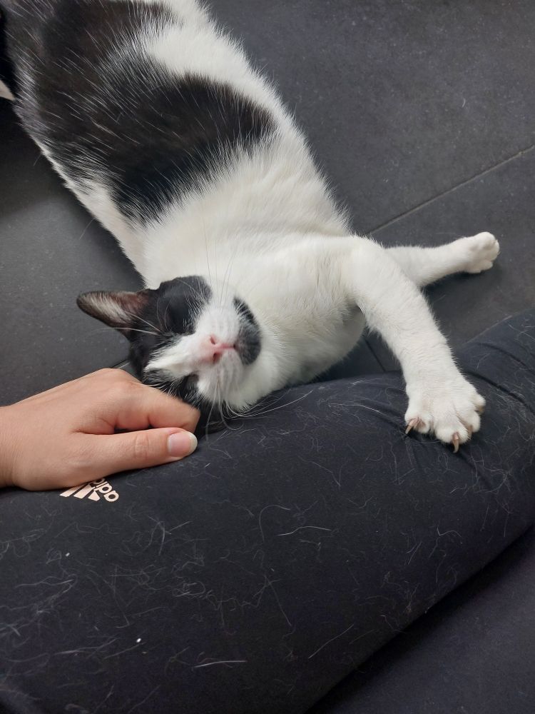 Chat noir et blanc allongé les yeux mi-clos, avec une patte griffes sorties sur ma cuisse, en train de se frotter sur ma main 