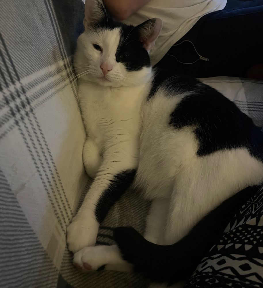 A black and white cat reclining on a sofa with sleepy eyes
