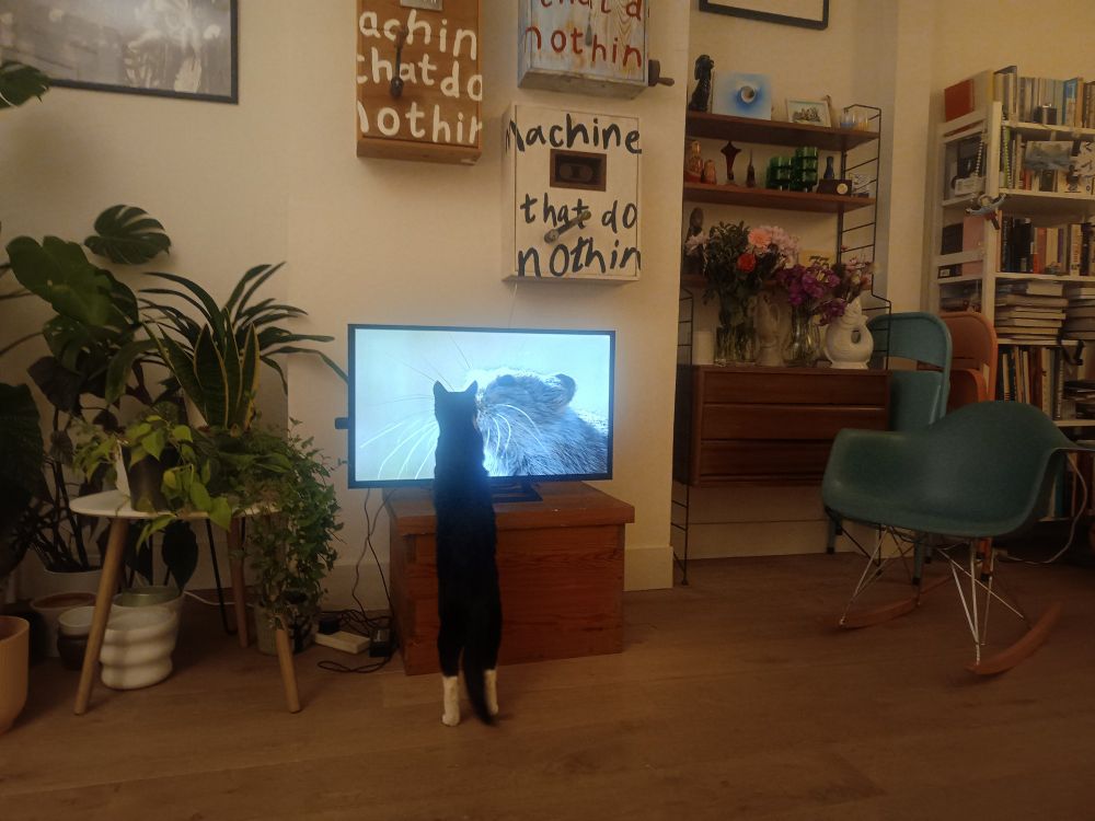 This cat hardly ever shows any interest in telly. A rodent being stalked by a jaguar or similar really got him involved though.