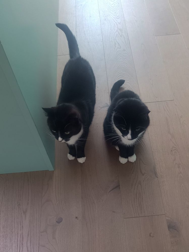 Two tuxedo cats, still waiting. Bless em