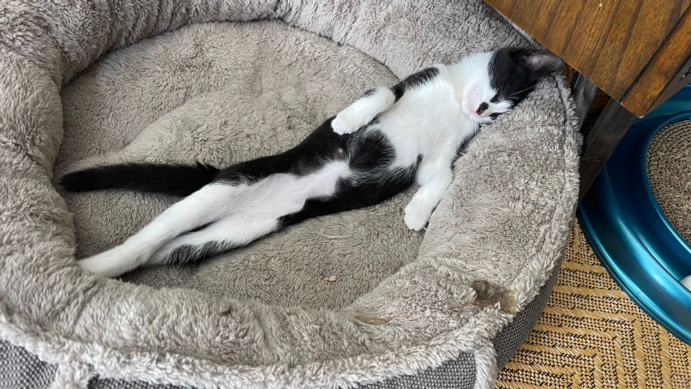 Tuxedo kitten fully spread out in an oversized cat bed. 