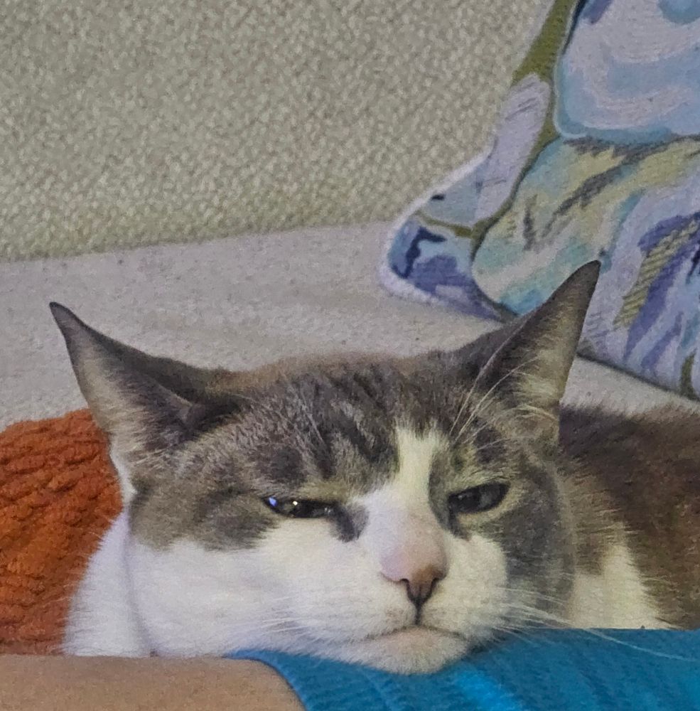 Picture is of a sleepy white and gray cat resting its chin on someone's leg