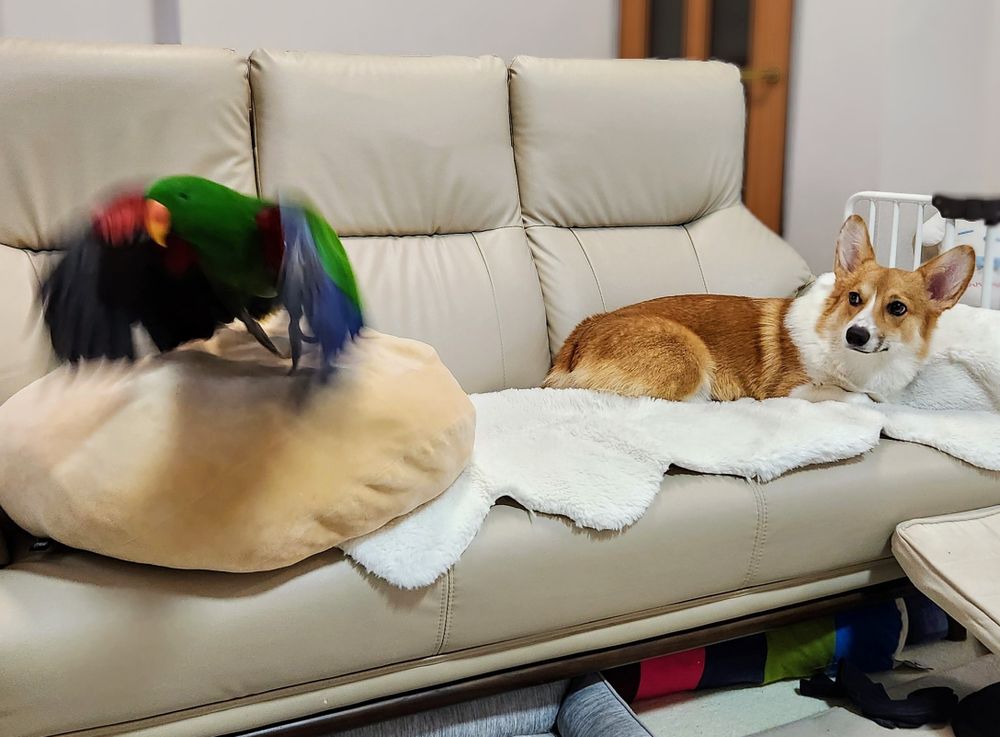 ソファから飛び立つオオハナインコとそれを見るコーギー