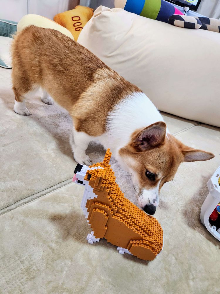 コーギーとコーギーのジェッカブロック