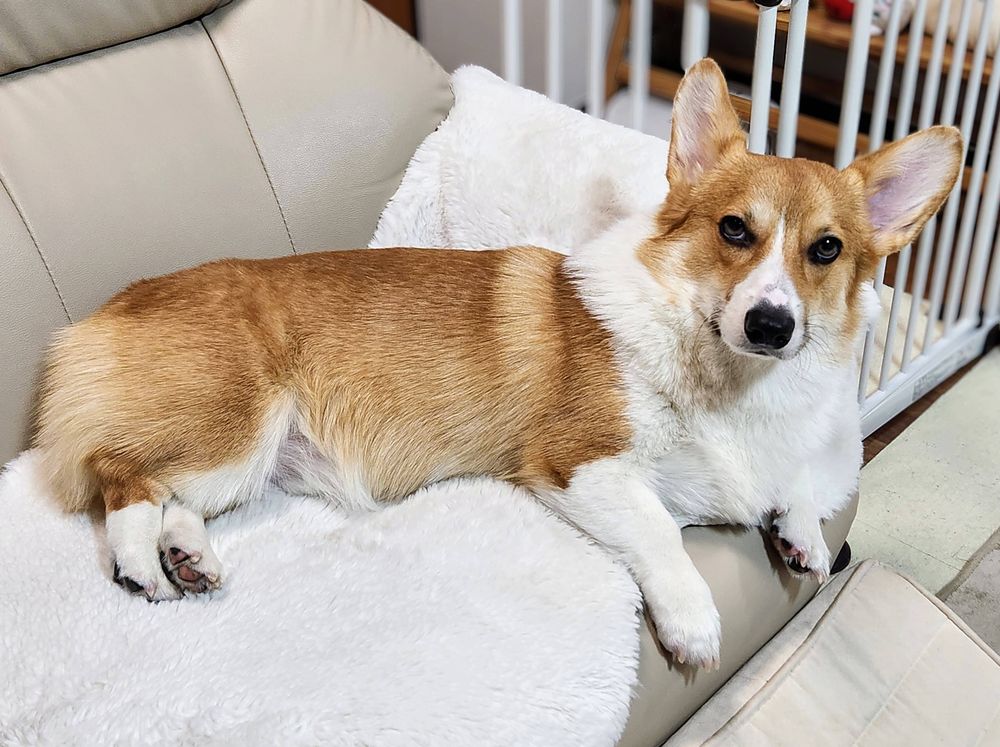 どっしり寝そべるコーギー