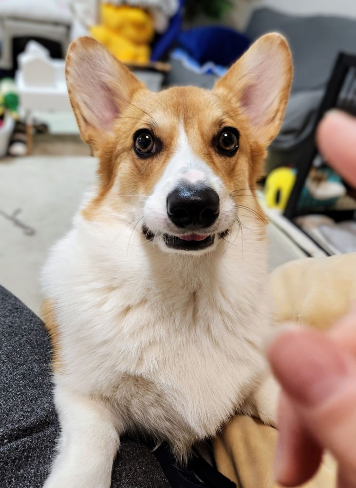 ご飯の途中で人間を遊びに誘い注意されているコーギー