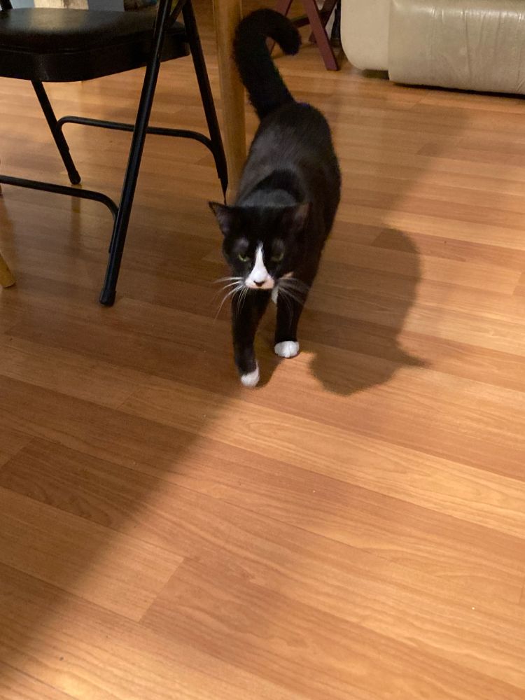 A handsome tuxedo cat strolling nonchalantly towards the camera