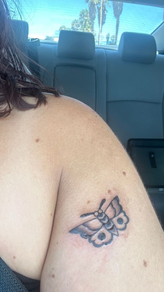 A photo of a small tattoo moth 