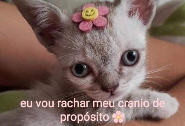 gatinha filhote cabeçuda com uma florzinha na cabeça e os dizeres "vou rachar meu crânio de propósito"