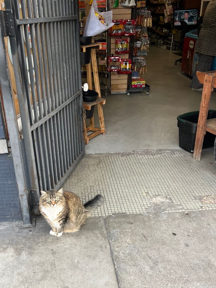 Handsome bodega cat watching over Larkin St, San Francisco. 
