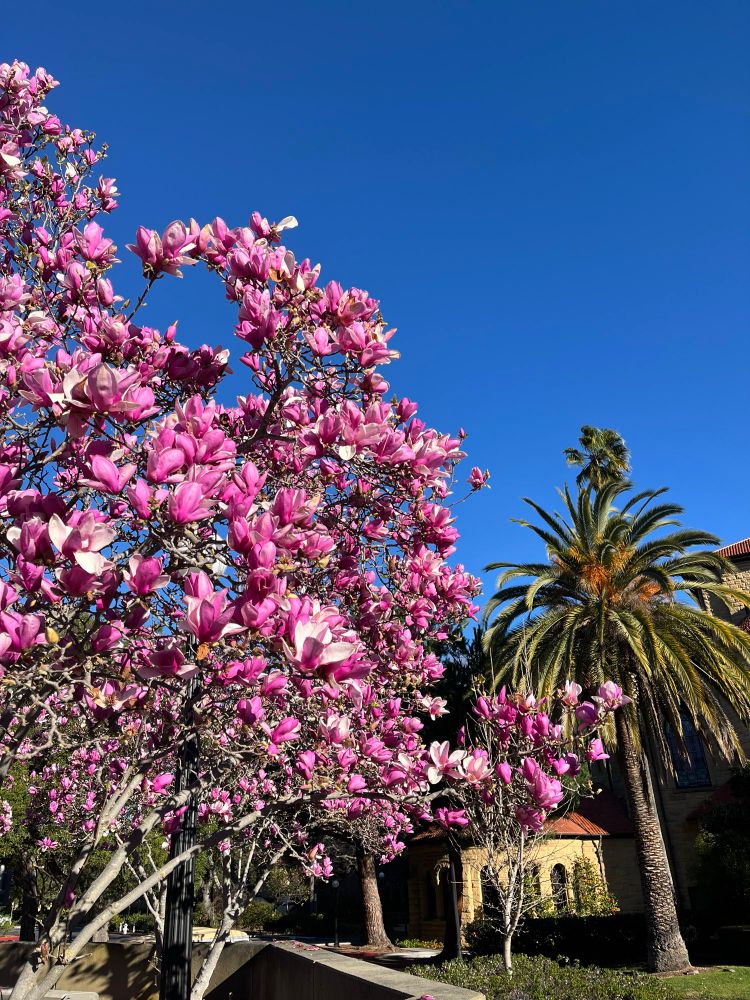 Inordinate magnolias on Stanford University campus. 