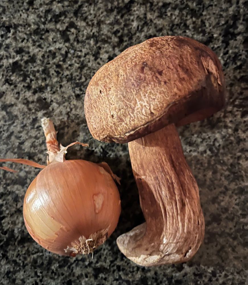 Porcini mushroom and yellow onion on granite countertop.
