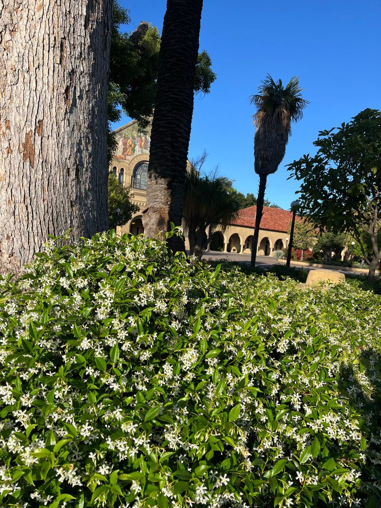 Much jasmine, in the morning sun, on Stanford University quad.