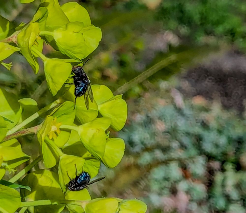 Wild Washington mason bees clamber on a euphorbia blossom. They have blue booties and sort of resemble flies. The two bees are harvesting pollen from a yellow-lime green plant and more plants are visible in the background, including some sedum succulents
