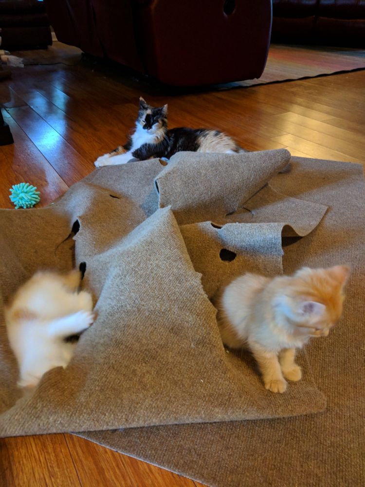 Orange tabby and white Waffles and orange tabby Blaze playing on the ripple rug as calico mama Banana supervises.
