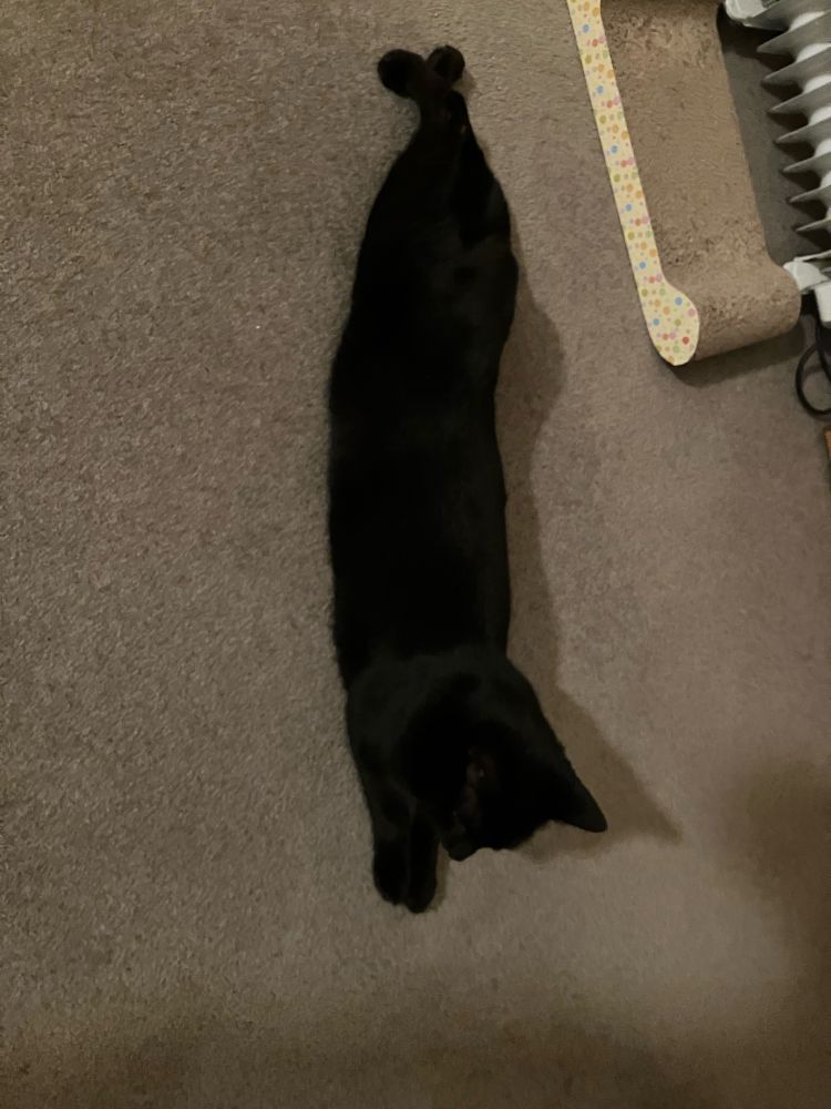 Black cat lying flat on its stomach with feet out behind.