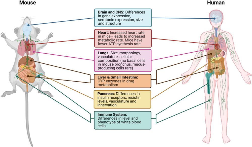 Figure 1 from the linked paper: "A comparison of mouse and human anatomy, immunology and biochemistry. This diagram outlines key differences between several key organs in mice (left) and humans (right). These organs include (as listed top to bottom): brain and CNS (blue); heart (red); lungs (pink); gastrointestinal tract (tan/brown); pancreas (yellow); and immune system (leukocyte production by bone marrow and lymphatic system (green)."