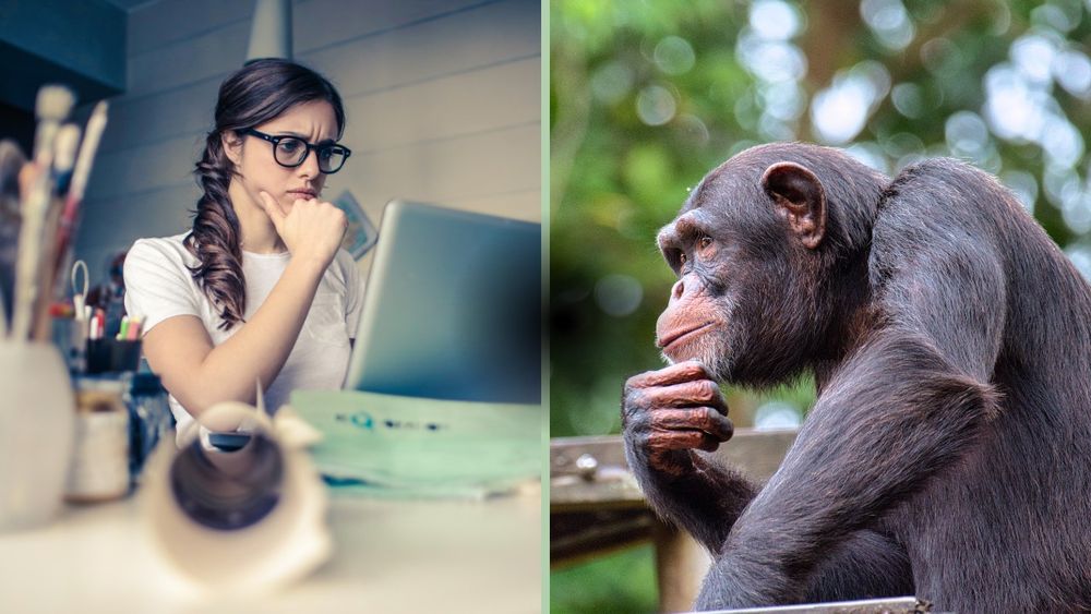 Side by side photographs of a human staring at a computer with their hand on their chin like they're thinking and a chimpanzee outside in the same posture.