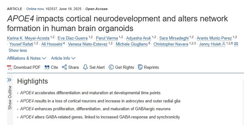 Screenshot from the linked article showing the title, authors, and highlights: "APOE4 impacts cortical neurodevelopment and alters network formation in human brain organoids; Karina K. Meyer-Acosta, Eva Diaz-Guerra, Parul Varma, Adyasha Aruk, Sara Mirsadeghi, Aranis Muniz-Perez, Yousef Rafati, Ali Hosseini, Vanesa Nieto-Estevez, Michele Giugliano, Christopher Navara, Jenny Hsieh; Highlights: APOE4 accelerates differentiation and maturation at developmental time points; APOE4 results in a loss of cortical neurons and increase in astrocytes and outer radial glia, APOE4 enhances proliferation, differentiation, and maturation of GABAergic neurons, APOE4 alters GABA-related genes, linked to increased GABA response and synchronicity"