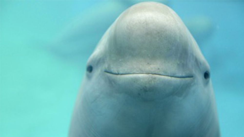 porpoise looking at the camera with slightly upturned mouth