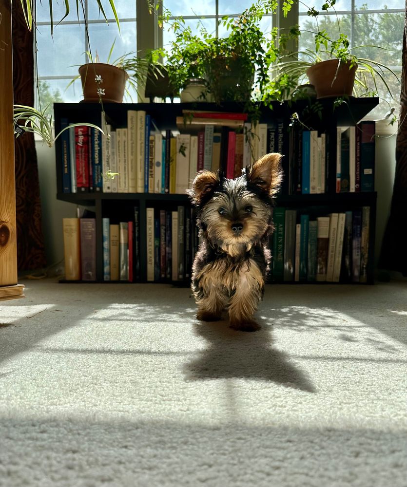 A Yorkshire terrier, looking at the camera, standing in front of a shelf of books under a window.