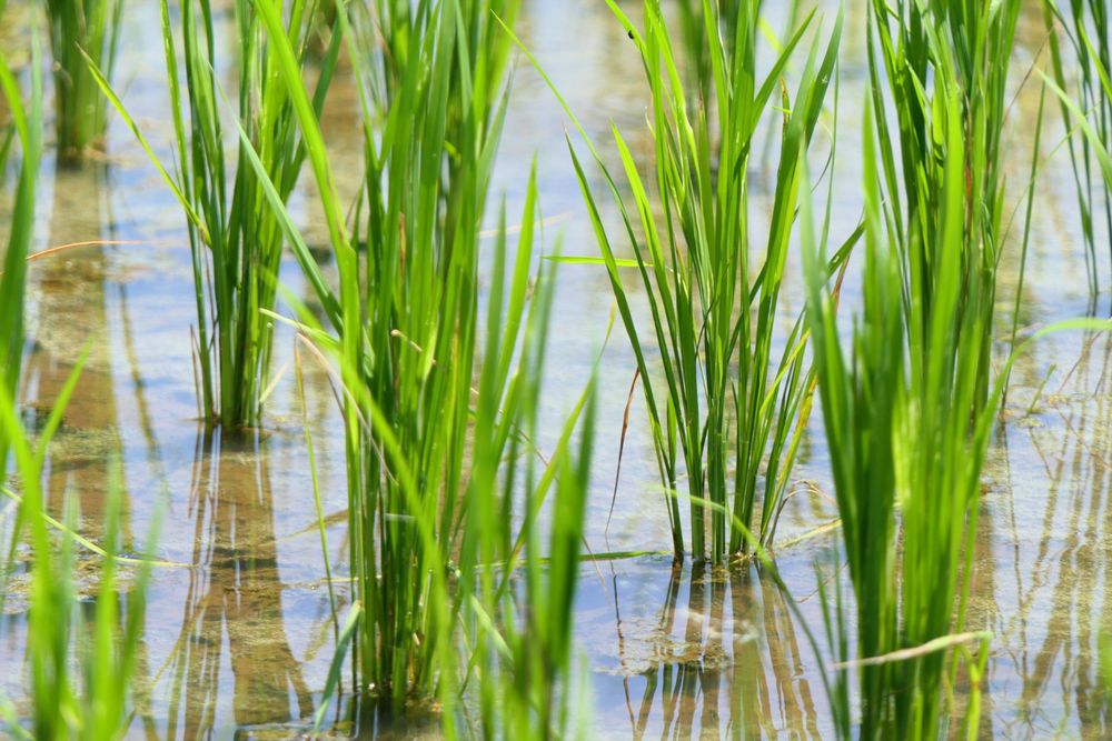 Close-up photograph of rice plants in the water. By Utsman Media under a free Unsplash license: https://bit.ly/4iI8CH8.

