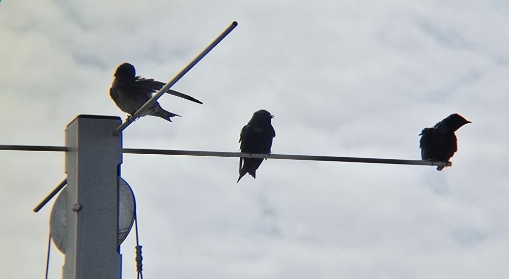 A photo of three purple martins perched on an antenna against a gray sky. The antenna is white. The martins appear black against the backdrop of the gray sky.