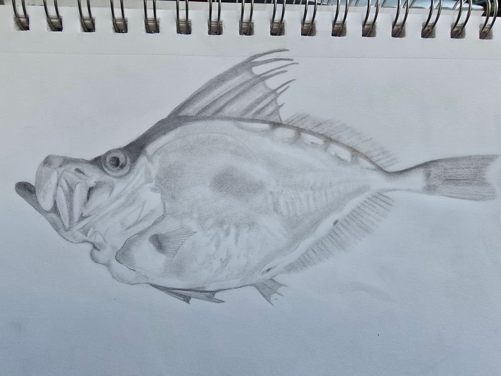 A photo of a white sketchbook with a horizontal graphite pencil sketch of a buckler dory in profile view. The fish is deep-bodied with a relatively large protruding mouth, one filamentous dorsal fin, a second long, rounded dorsal fin which is identical to its anal fin, a short causal peduncle and a concave squarish causal fin. Running underneath the back half of the dorsal side are distinctive buckler scales that end at the causal peduncle.
