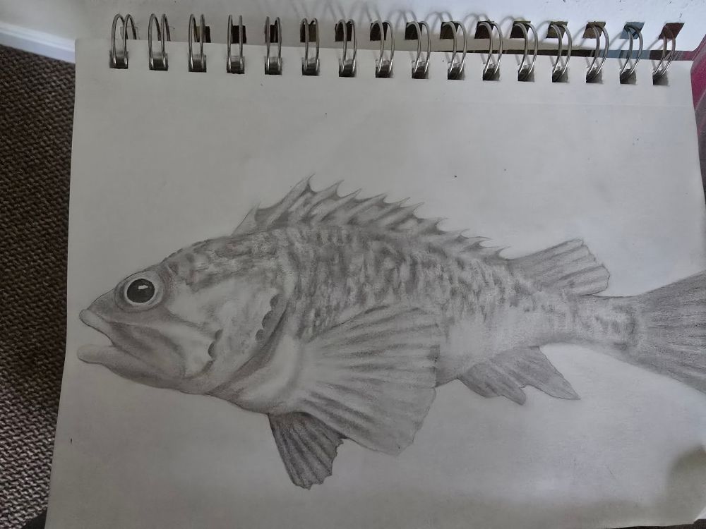 A photo of a sketchbook opened to a profile sketch of a black bellied rosefish done in graphite pencil. The fish has large eyes and pectoral fins and is facing the left side of the page.