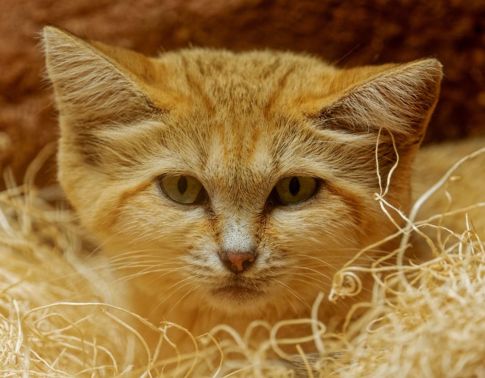 Photograph of a sand cat in a straw bed behind glass