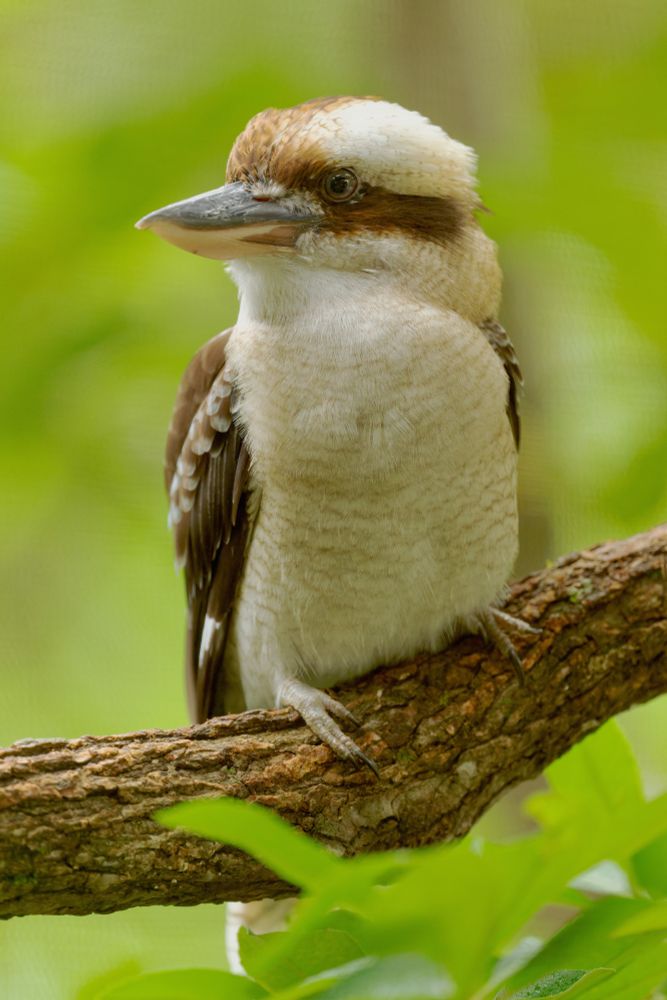 Photograph of a kookaburra bird