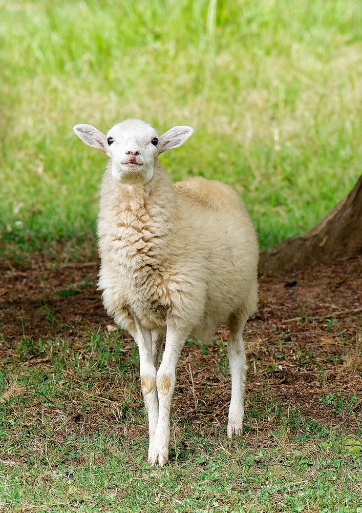 Photograph of a lamb under a tree