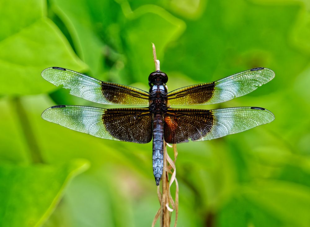 Photograph of a dragonfly on a twig