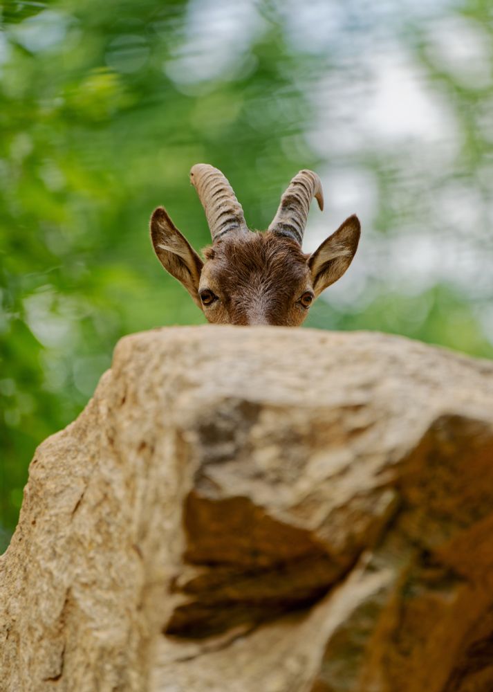 Photo of a goat peeking from behind a rock