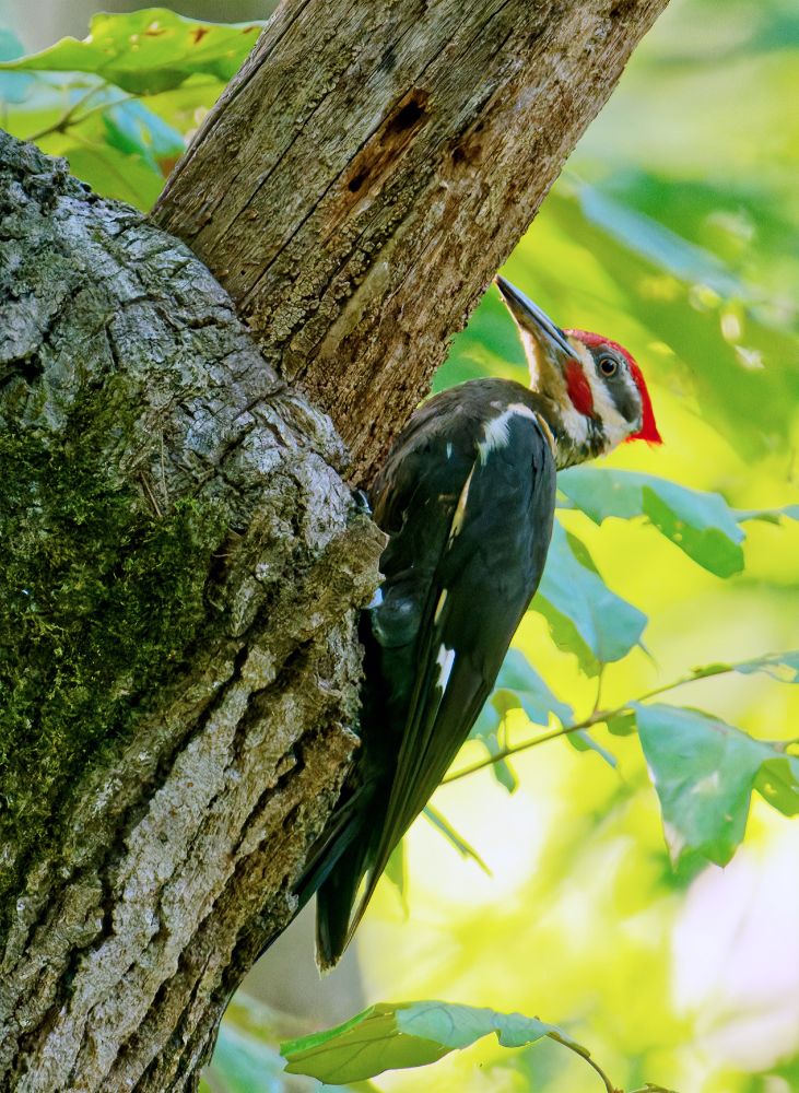 Photo of a pileated woodpecker bird perched on a tree above