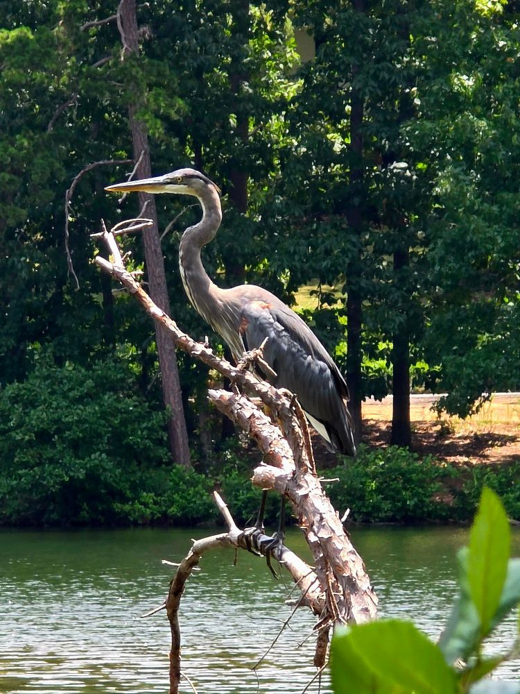 Photo of a great blue heron perched on a branch over the water