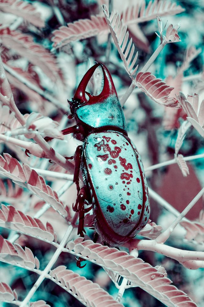 False color infrared photo of a hercules beetle on a lead