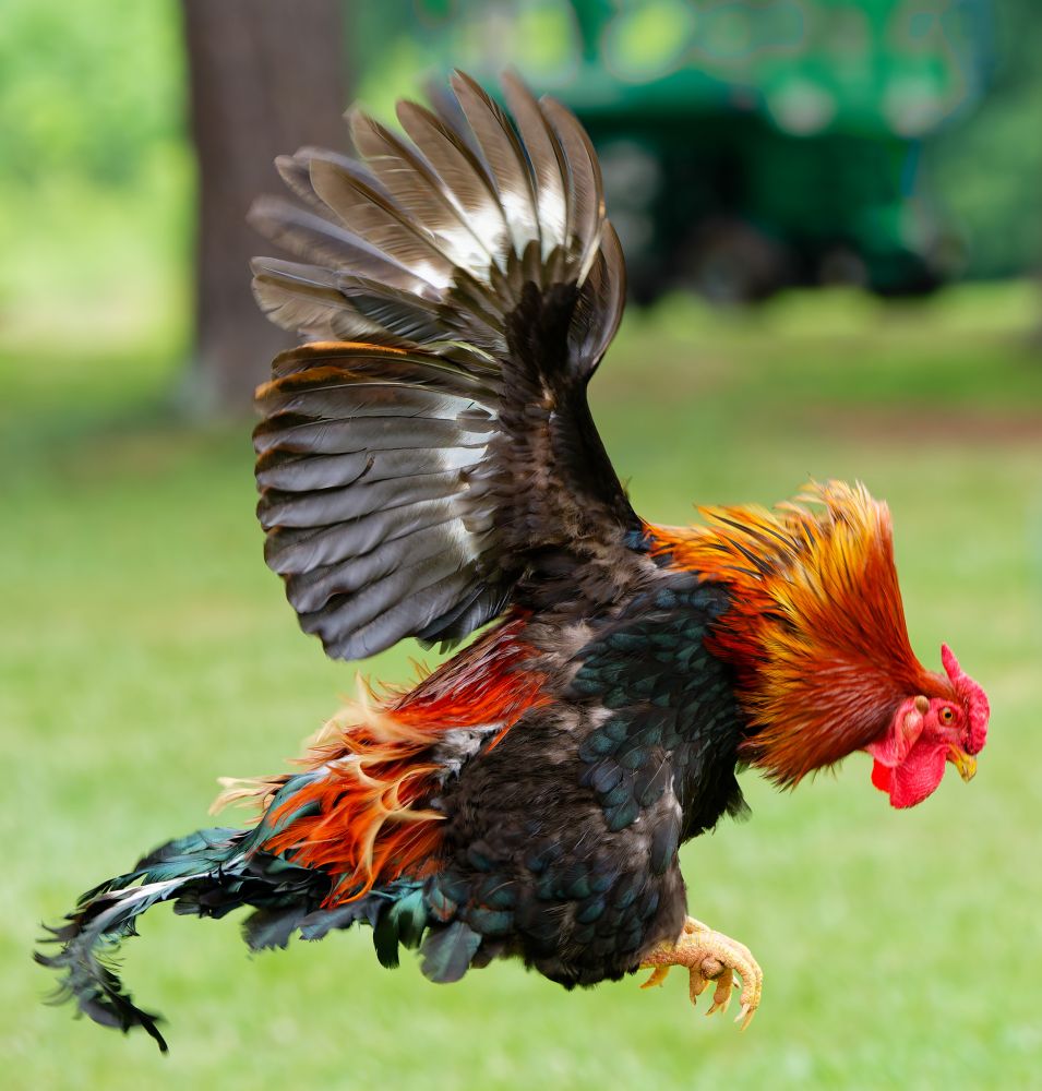 Photograph of a rooster jumping
