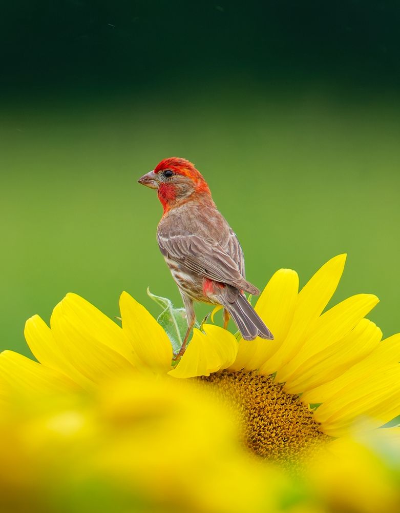 Photo of a red house finch on top of a sunflower 