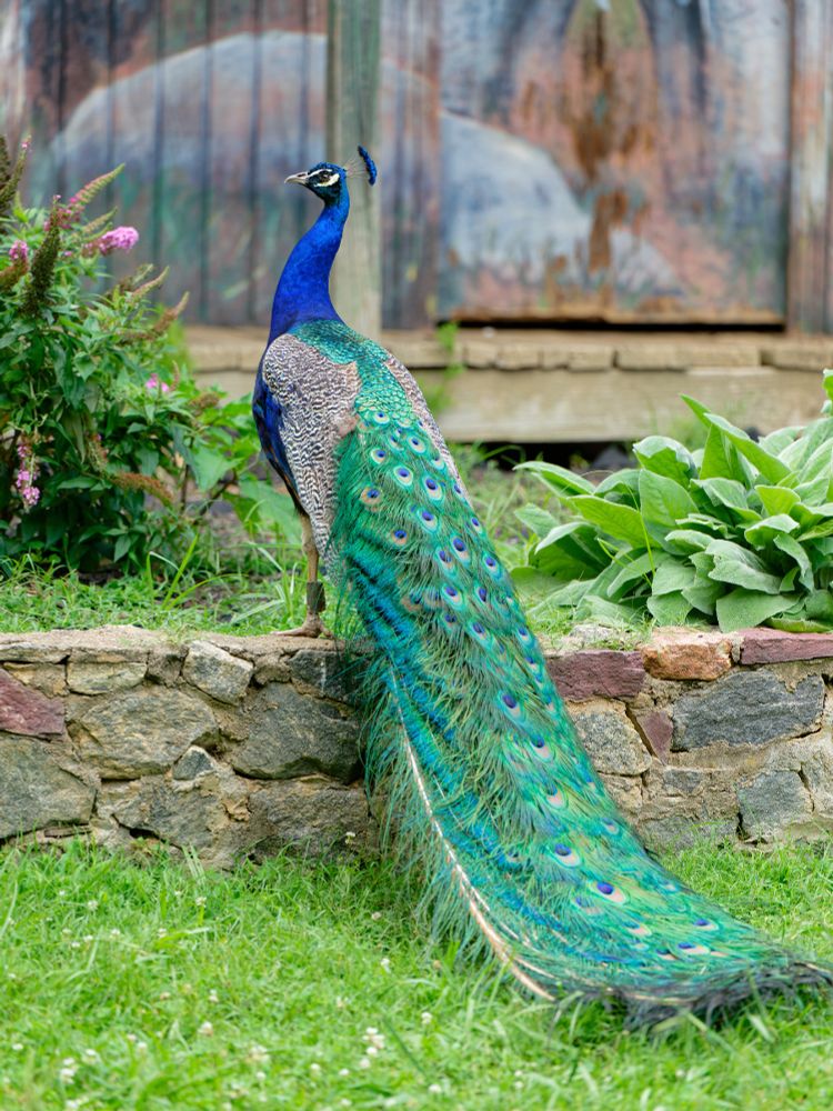 Photo of a male peacock standing on a wall