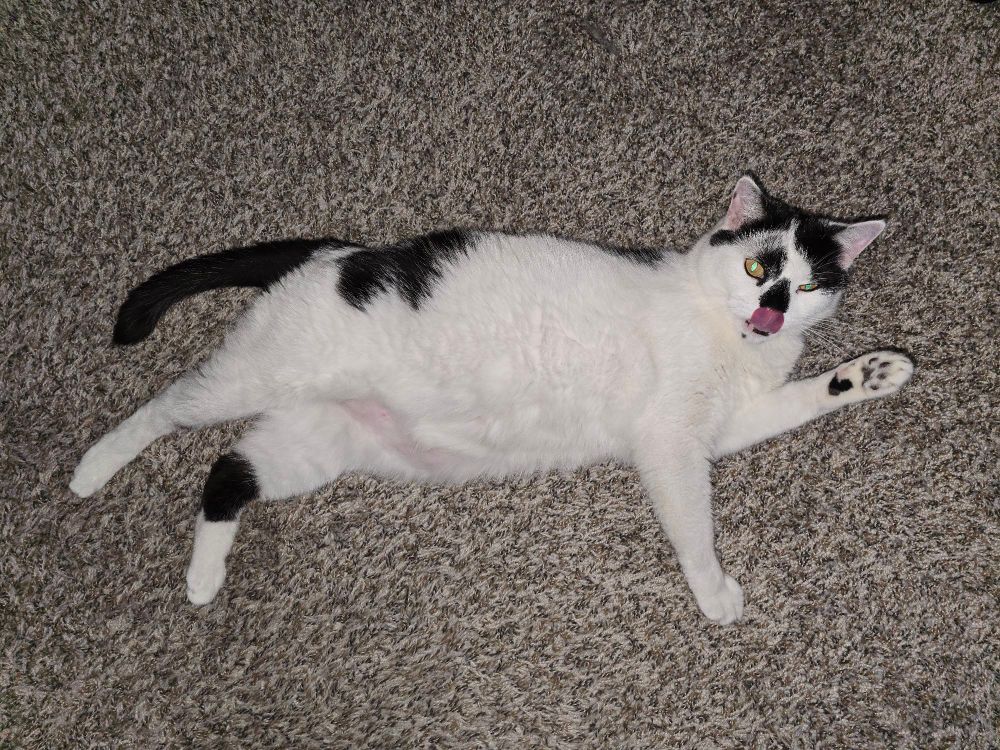 A white and black cat laying on a carpet