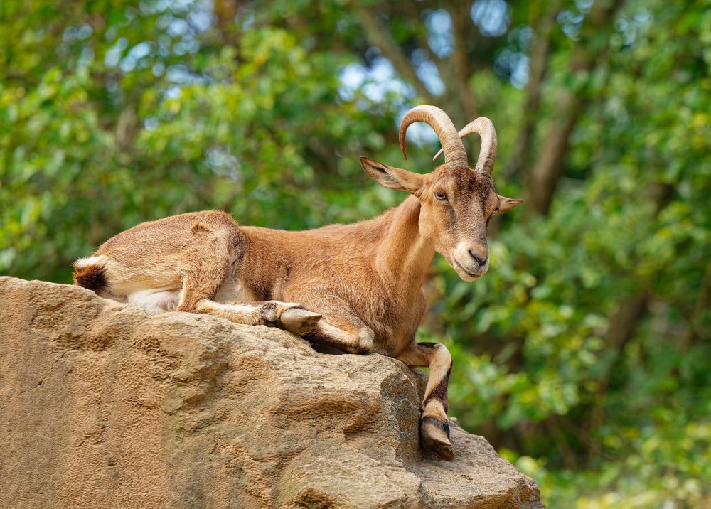 Photo of a goat reclining on a rock
