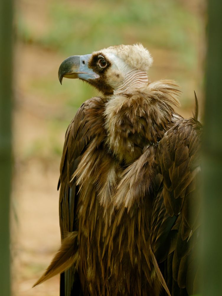 Photograph of a vulture