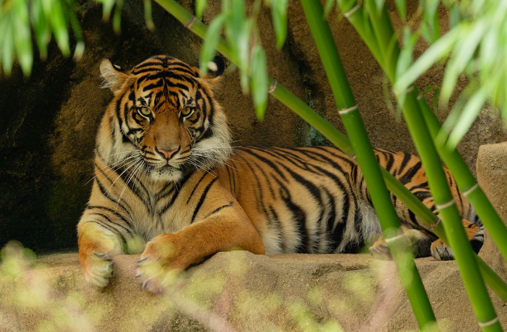 Photograph of a tiger sitting behind some bamboo