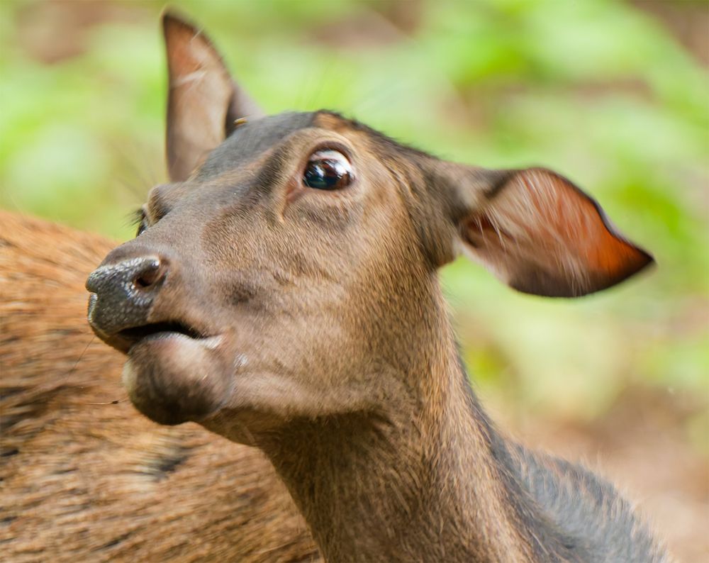 Photo of a deer making an aghast face