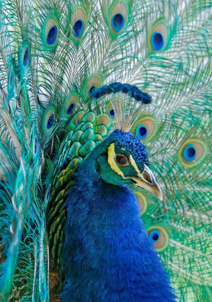 Photo of a male peacock up close